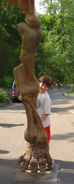 The Most Impressive 9-Ft. Mastodon Leg at your next EXTREME Dinosaurs Rock Dinosaur Birthday Party.