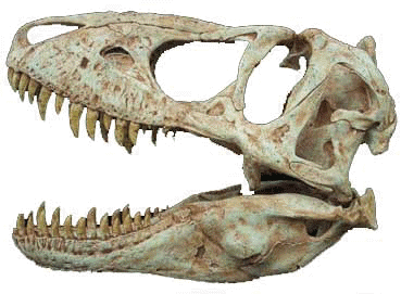 Great Photo Opportunity With This Huge Tarbosaur (T-REX) Skull at your EXTREME Dinosaurs Rock Dinosaur Birthday Party.